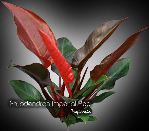 Philodendron - Philodendron Imperial Red - Pholodendron rouge - Red Philodendron